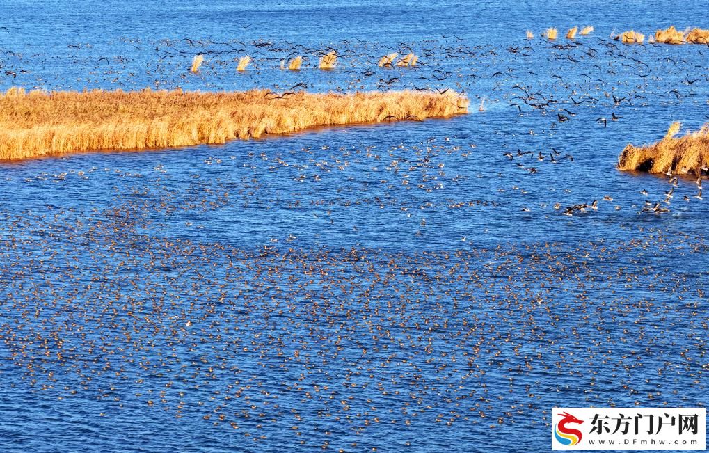 河北衡水湖:秋去冬来“鸟浪”起(图2) 河北衡水湖:秋去冬来“鸟浪”起(图2)