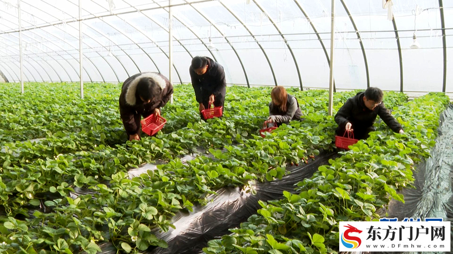 初冬收获忙(图6) 初冬收获忙(图6)