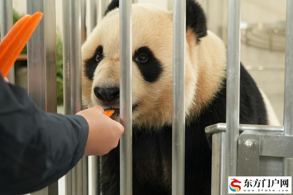 珍爱“国宝”！中国大熊猫保护又添和谐家园(图2)