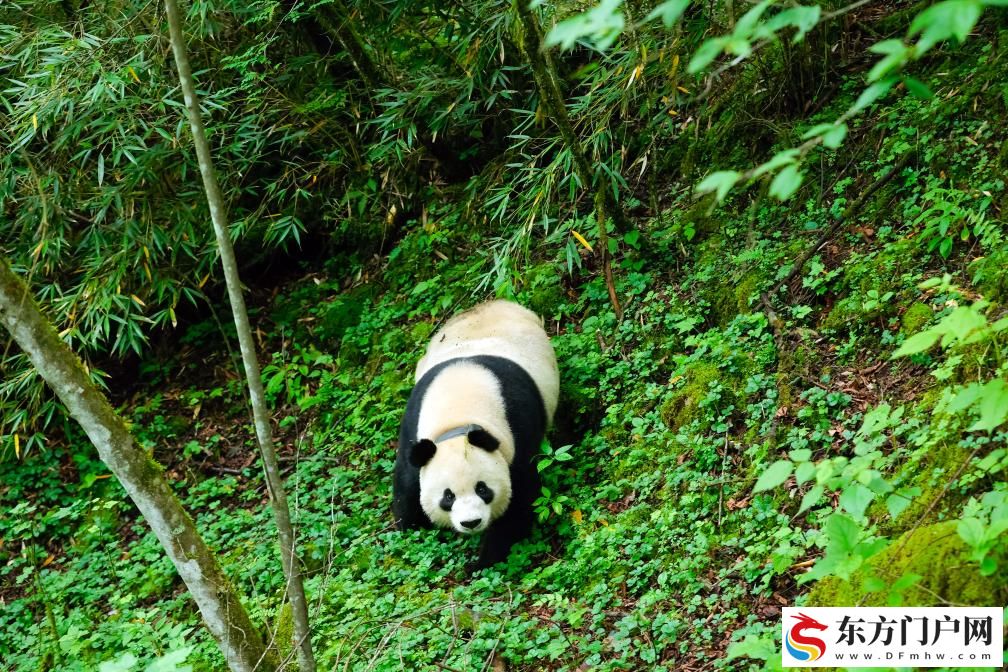 珍爱“国宝”！中国大熊猫保护又添和谐家园(图3)