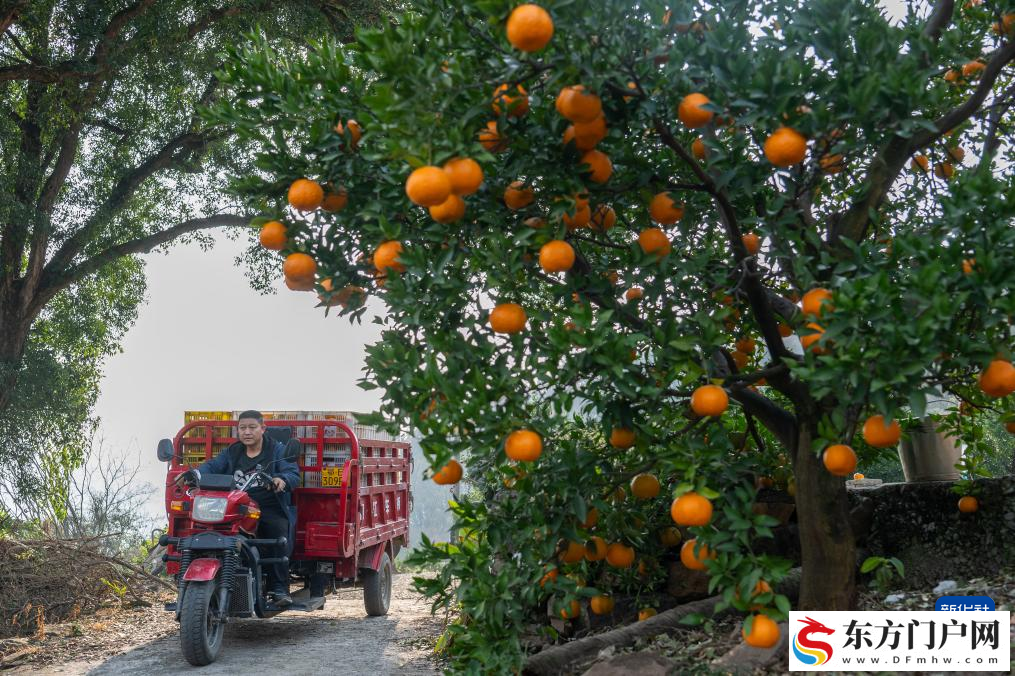 湖北长阳：清江椪柑采销忙(图4)