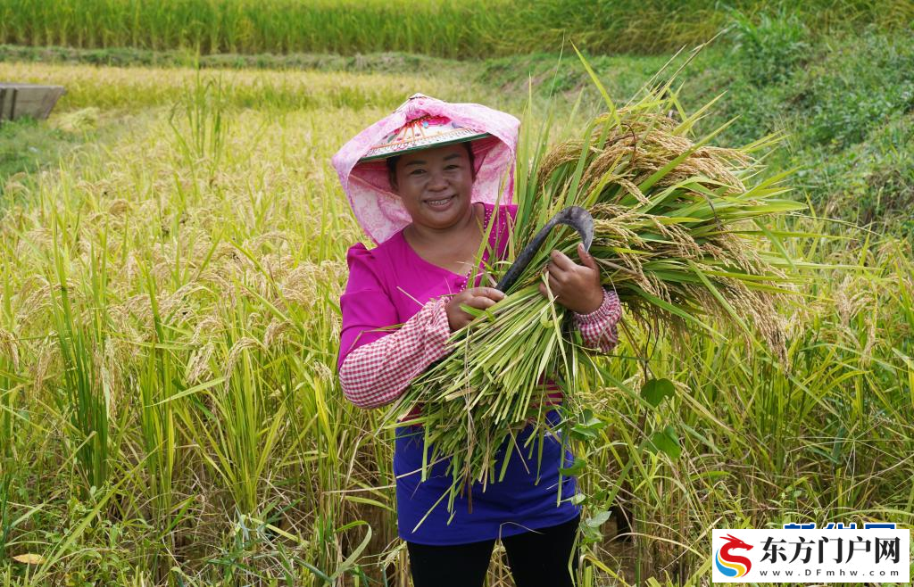 2025年云南粮食产量突破2000万吨(图1)