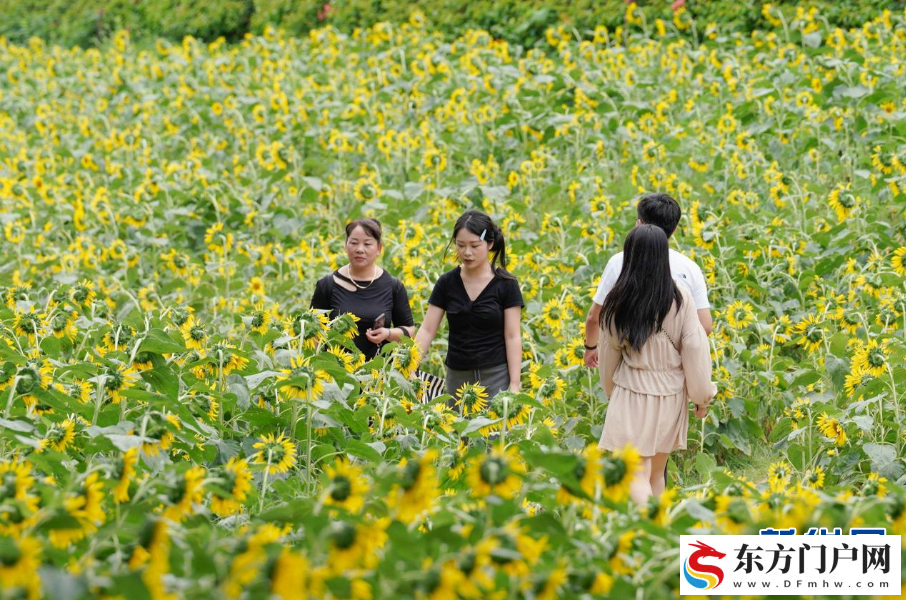 福州花海公园5万多平方米向日葵绽放(图6)